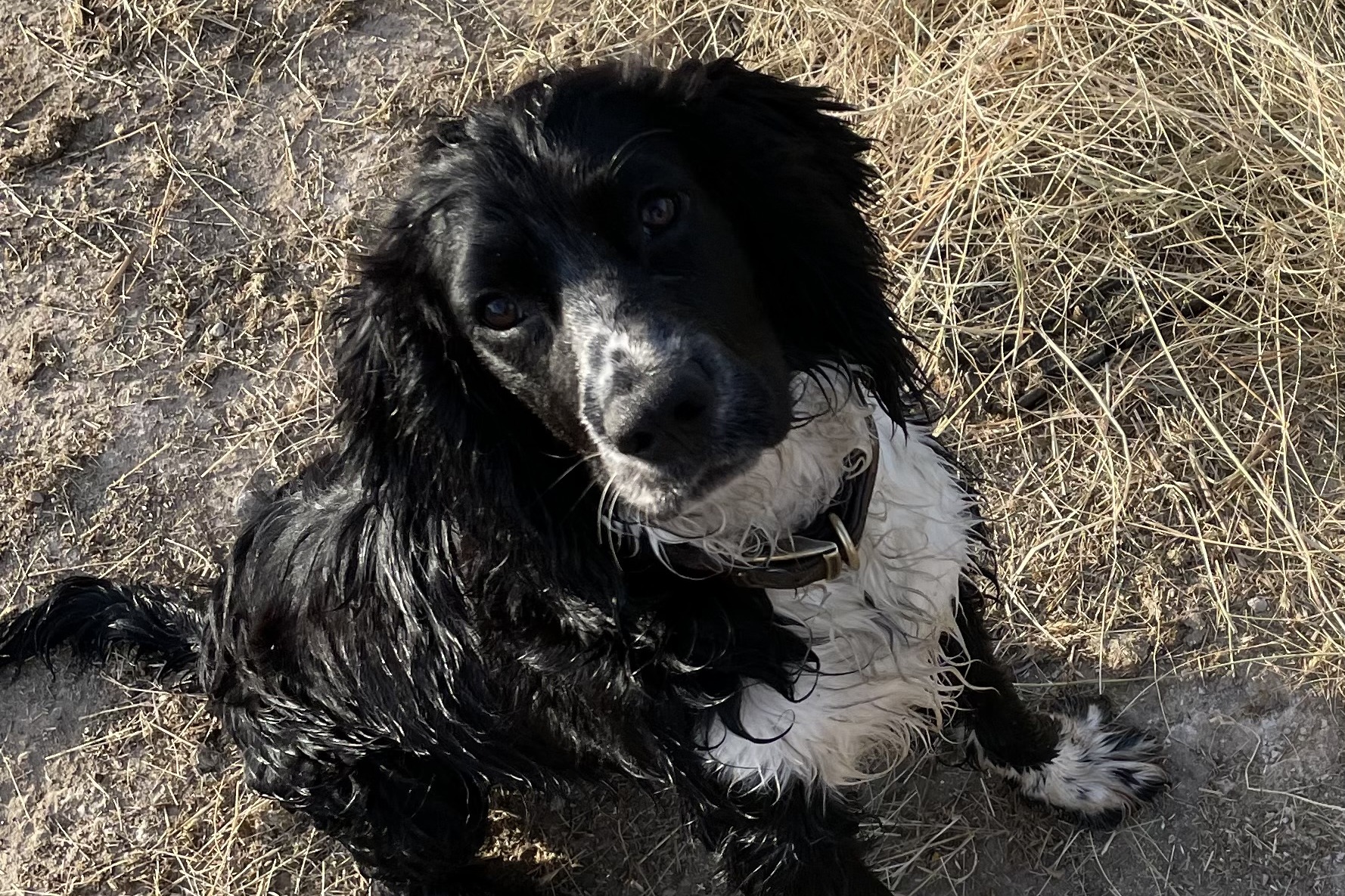 Archie, the shop dog at The Gun Cupboard Country Store.